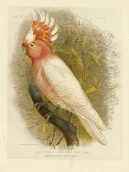 Cacatua di Leadbeater, 1891